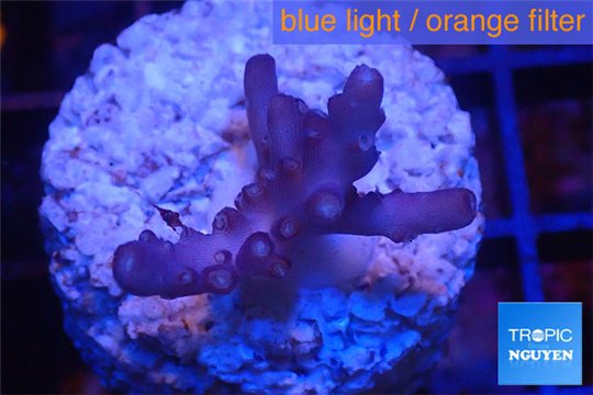 Acropora pink purple table Fijii 2-4 cm WYSIWYG acclimaté