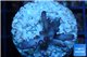 Acropora pink purple table Fijii 2-4 cm WYSIWYG acclimaté