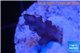 Acropora purple Indonesia 2-3 cm WYSIWYG acclimaté