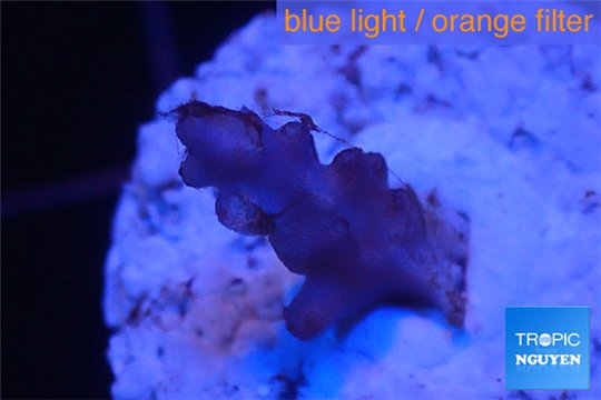 Acropora purple Indonesia 2-3 cm WYSIWYG acclimaté