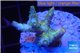 Acropora sunset pink toxic green polyps 2-4 cm WYSIWYG acclimaté
