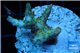 Acropora sunset pink toxic green polyps 2-4 cm WYSIWYG acclimaté