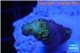 Acropora sunset pink toxic green polyps 1-3 cm WYSIWYG acclimaté
