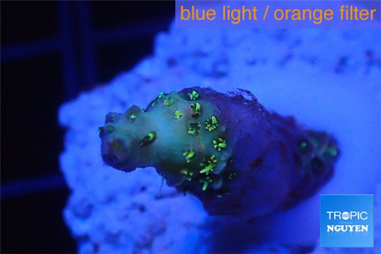 Acropora sunset pink toxic green polyps 1-3 cm WYSIWYG acclimaté
