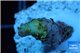 Acropora sunset pink toxic green polyps 1-3 cm WYSIWYG acclimaté