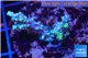 Acropora joker damaged 2-3 cm WYSIWYG acclimaté