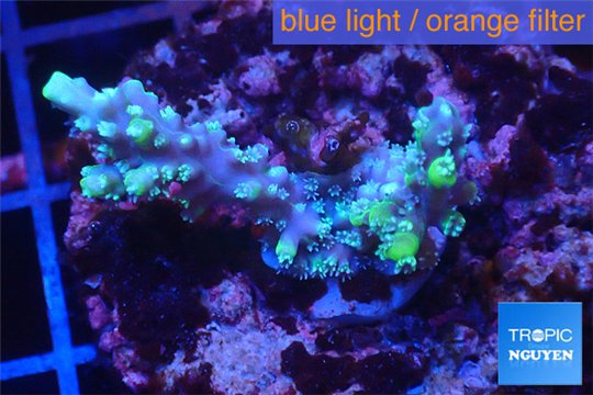 Acropora joker damaged 2-3 cm WYSIWYG acclimaté
