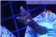Acropora millepora pink Indonesia 3-4 cm WYSIWYG acclimaté