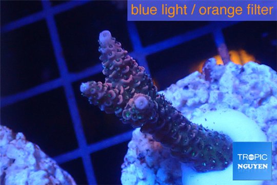 Acropora millepora pink Indonesia 3-4 cm WYSIWYG acclimaté