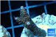 Acropora millepora pink Indonesia 3-4 cm WYSIWYG acclimaté