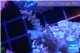 Acropora pink Indonesia 3-4 cm WYSIWYG acclimaté