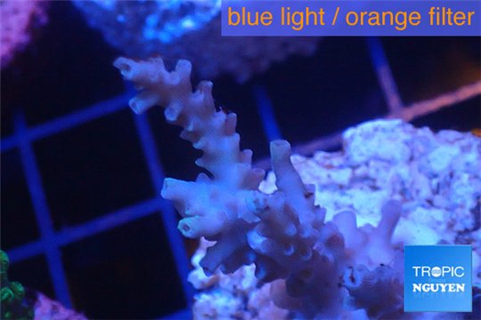 Acropora pink Indonesia 3-4 cm WYSIWYG acclimaté