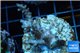 Acropora pink Indonesia 3-4 cm WYSIWYG acclimaté