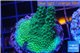 Acropora green Australia 3-4 cm WYSIWYG acclimaté
