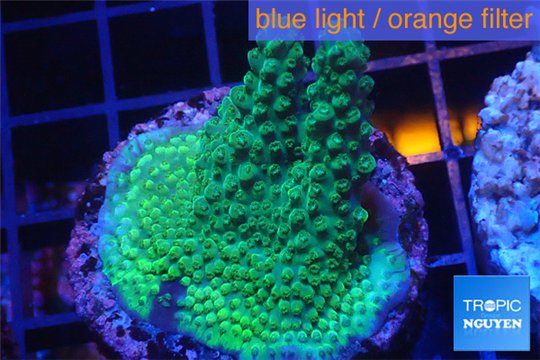 Acropora green Australia 3-4 cm WYSIWYG acclimaté