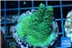 Acropora green Australia 3-4 cm WYSIWYG acclimaté