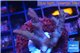 Acropora pink Indonesia 3-4 cm WYSIWYG acclimaté