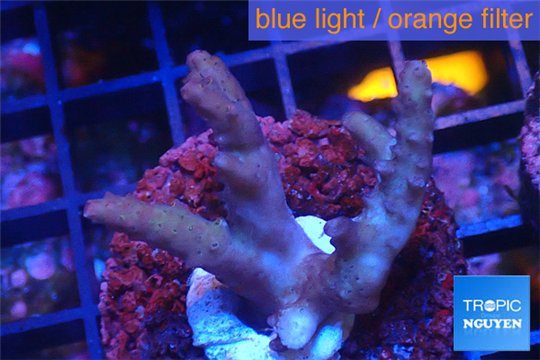 Acropora pink Indonesia 3-4 cm WYSIWYG acclimaté