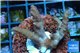 Acropora pink Indonesia 3-4 cm WYSIWYG acclimaté