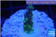 Acropora green purple yellow polyps Fijii 1-2 cm WYSIWYG acclimaté