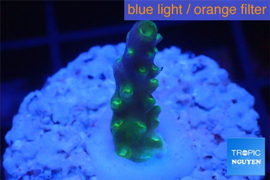 Acropora green purple yellow polyps Fijii 1-2 cm WYSIWYG acclimaté