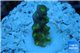 Acropora green purple yellow polyps Fijii 1-2 cm WYSIWYG acclimaté