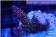 Acropora millepora pink Indonesia 2-4 cm WYSIWYG acclimaté