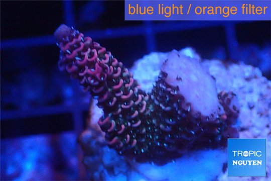 Acropora millepora pink Indonesia 2-4 cm WYSIWYG acclimaté