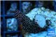 Acropora millepora pink Indonesia 2-4 cm WYSIWYG acclimaté