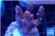 Acropora millepora pink Indonesia 3-5 cm WYSIWYG acclimaté