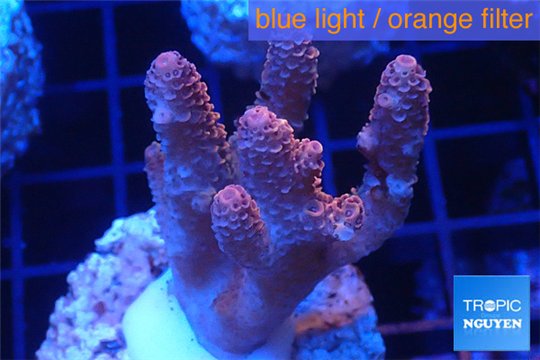 Acropora millepora pink Indonesia 3-5 cm WYSIWYG acclimaté