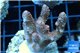 Acropora millepora pink Indonesia 3-5 cm WYSIWYG acclimaté