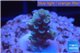 Acropora tenuis bicolor Indonesia 1-3 cm WYSIWYG acclimaté