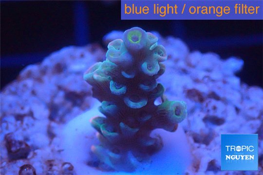 Acropora tenuis bicolor Indonesia 1-3 cm WYSIWYG acclimaté