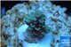 Acropora tenuis bicolor Indonesia 1-3 cm WYSIWYG acclimaté