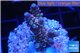Acropora Walt Disney Indonesia 2-4 cm WYSIWYG acclimaté