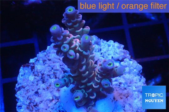 Acropora Walt Disney Indonesia 2-4 cm WYSIWYG acclimaté