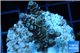 Acropora Walt Disney Indonesia 2-4 cm WYSIWYG acclimaté