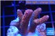 Acropora millepora pink Indonesia 3-5 cm WYSIWYG acclimaté