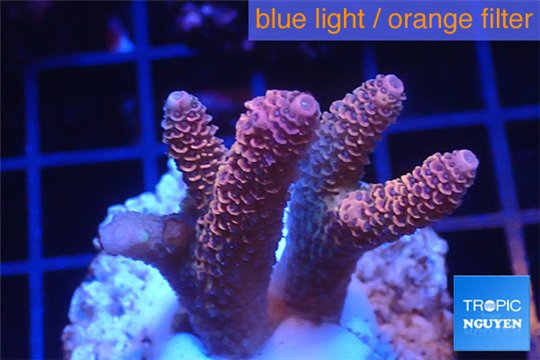 Acropora millepora pink Indonesia 3-5 cm WYSIWYG acclimaté