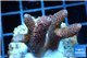 Acropora millepora pink Indonesia 3-5 cm WYSIWYG acclimaté