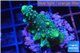 Acropora humilis green purple Fijii 2-4 cm WYSIWYG acclimaté
