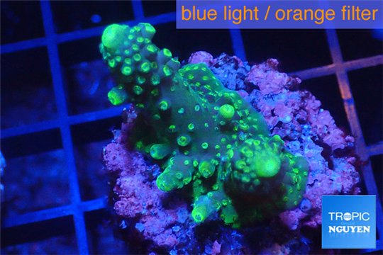 Acropora humilis green purple Fijii 2-4 cm WYSIWYG acclimaté