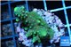 Acropora humilis green purple Fijii 2-4 cm WYSIWYG acclimaté