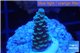 Acropora tenuis bicolor Indonesia 1-3 cm WYSIWYG acclimaté