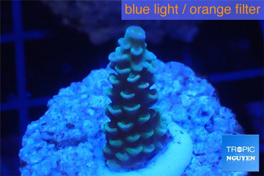 Acropora tenuis bicolor Indonesia 1-3 cm WYSIWYG acclimaté