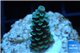 Acropora tenuis bicolor Indonesia 1-3 cm WYSIWYG acclimaté