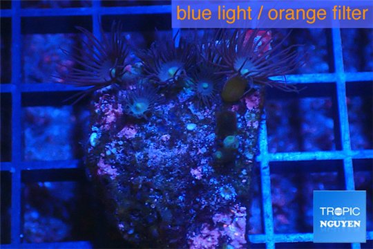 Parazoanthus gracilis yellow polyps 2-3 cm WYSIWYG acclimaté