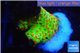 Montipora red fire forest 1-2 cm WYSIWYG acclimaté