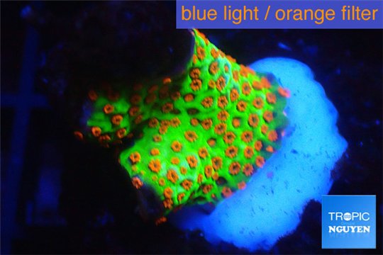Montipora red fire forest 1-2 cm WYSIWYG acclimaté
